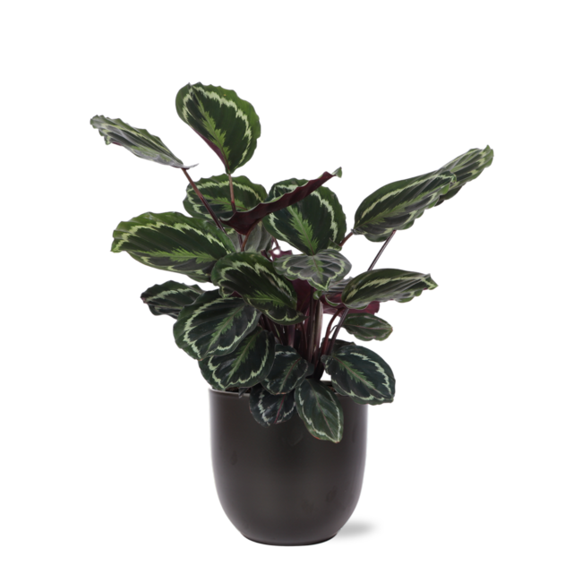 Calathea Medaillon Ø21cm - ↕70cm in Boule ANTRACIET
