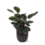 Calathea Medaillon Ø21cm - ↕70cm in Boule ANTRACIET