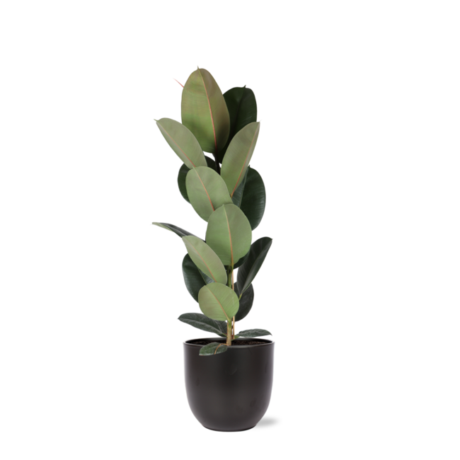 Ficus Elastica Robusta - Ø21cm - ↕90cm in Boule ANTRACIET pot