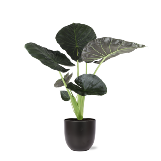Alocasia Regal Shield Ø21cm - ↕100cm in Boule ANTRACIET pot