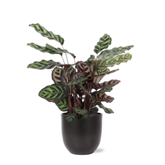 Calathea Makoyana Ø21cm - ↕70cm in Boule antraciet