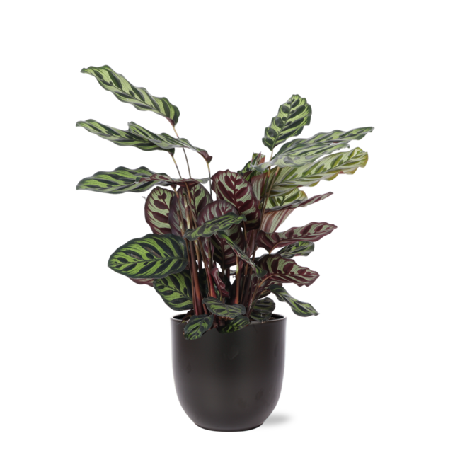 Calathea Makoyana Ø21cm - ↕70cm in Boule antraciet