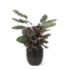 Calathea Makoyana Ø21cm - ↕70cm in Boule antraciet