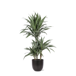 Dracaena Warneckii Ø21cm - ↕65cm in Boule ANTRACIET pot