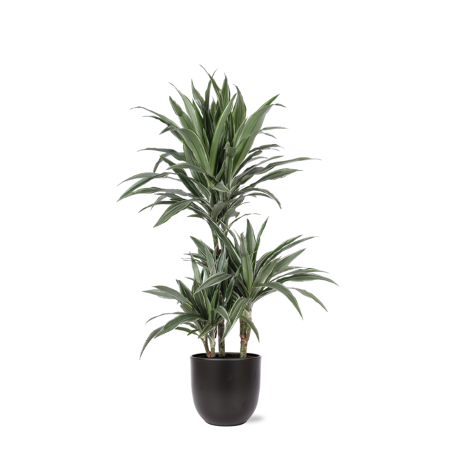 Dracaena Warneckii Ø21cm - ↕65cm in Boule ANTRACIET pot