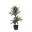Dracaena Warneckii Ø21cm - ↕65cm in Boule ANTRACIET pot
