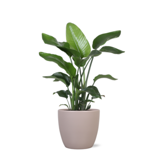 Strelitzia Nicolai - Ø21cm - ↕80cmin Boule TAUPE pot