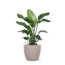 Strelitzia Nicolai - Ø21cm - ↕80cmin Boule TAUPE pot