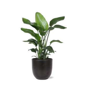 Strelitzia Nicolai - Ø21cm - ↕80cm in Boule ANTRACIET pot