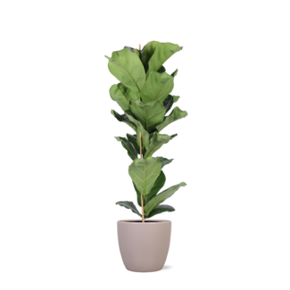 Ficus Lyrata - Ø21cm - ↕90cm in Boule TAUPE pot