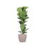 Ficus Lyrata - Ø21cm - ↕90cm in Boule TAUPE pot