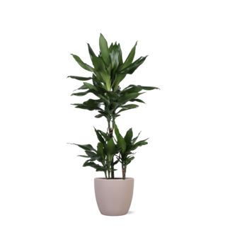 Dracaena Janet Lind Ø21cm - ↕90cm in Boule TAUPE pot