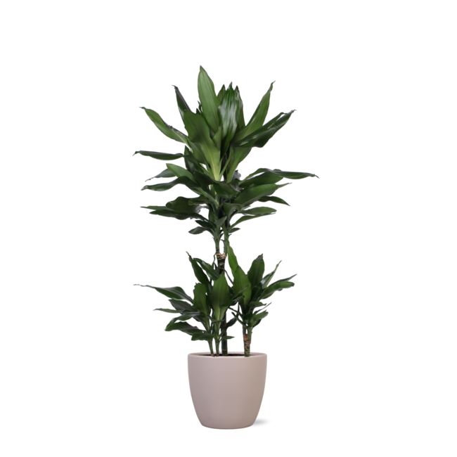 Dracaena Janet Lind Ø21cm - ↕90cm in Boule TAUPE pot