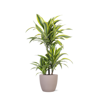 Dracaena Lemon Lime Ø21cm - ↕65cm in Boule TAUPE pot