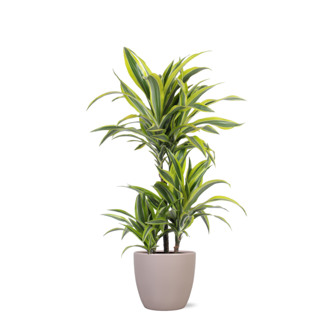 Dracaena Lemon Lime Ø21cm - ↕65cm in Boule TAUPE pot