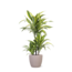 Dracaena Lemon Lime Ø21cm - ↕65cm in Boule TAUPE pot