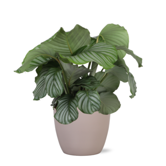 Calathea Orbifolia Ø21cm - ↕70cm in Boule TAUPE pot