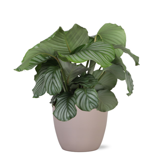 Calathea Orbifolia Ø21cm - ↕70cm in Boule TAUPE pot
