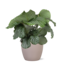 Calathea Orbifolia Ø21cm - ↕70cm in Boule TAUPE pot