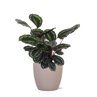 Calathea Medaillon Ø21cm - ↕70cm in Boule taupe pot