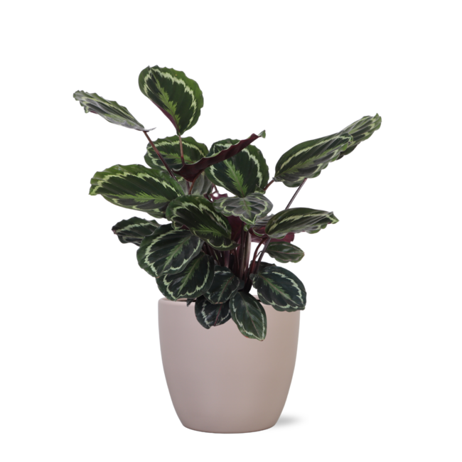 Calathea Medaillon Ø21cm - ↕70cm in Boule taupe pot