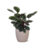 Calathea Medaillon Ø21cm - ↕70cm in Boule taupe pot