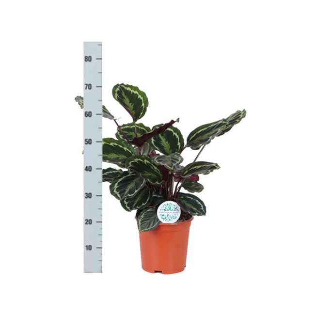 Calathea Medaillon Ø21cm - ↕70cm in Boule taupe pot