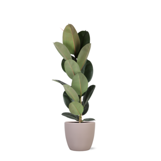 Ficus Elastica Robusta - Ø21cm - ↕90cm in Boule TAUPE p