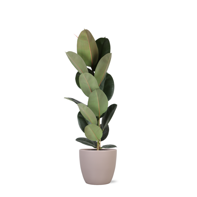 Ficus Elastica Robusta - Ø21cm - ↕90cm in Boule TAUPE p