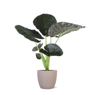 Alocasia Regal Shield Ø21cm - ↕100cm in Boule TAUPE pot