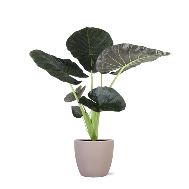 Alocasia Regal Shield Ø21cm - ↕100cm in Boule TAUPE pot