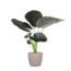 Alocasia Regal Shield Ø21cm - ↕100cm in Boule TAUPE pot