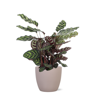 Calathea Makoyana Ø21cm - ↕70cm