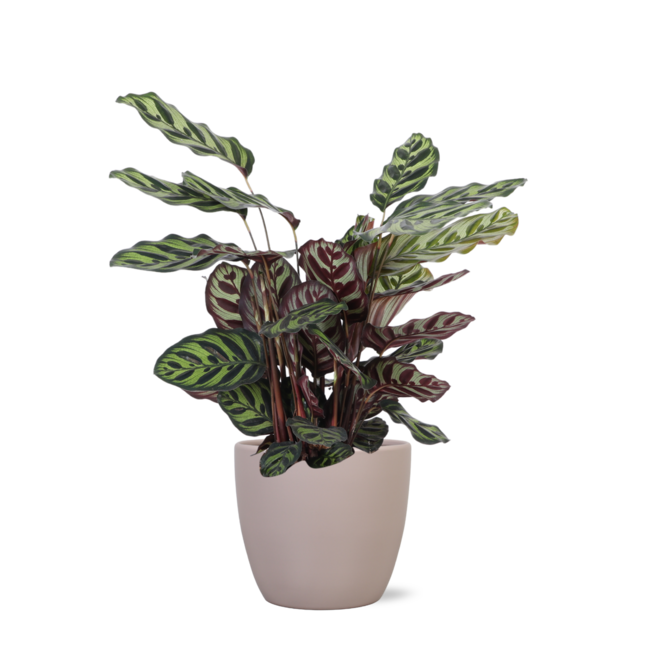 Calathea Makoyana Ø21cm - ↕70cm