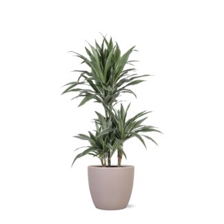 Dracaena Warneckii Ø21cm - ↕65cm in Boule TAUPE pot