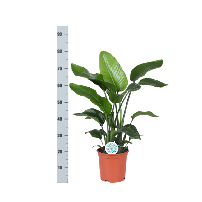 Strelitzia Nicolai - Ø21cm - ↕80cm in Boule WIT pot