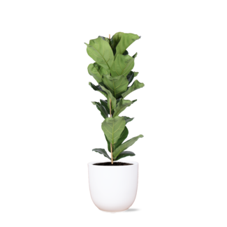Ficus Lyrata - Ø21cm - ↕90cm in Boule WIT pot