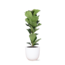Ficus Lyrata - Ø21cm - ↕90cm in Boule WIT pot