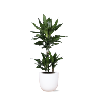 Dracaena Janet Lind Ø21cm - ↕90cm in Boule WIT pot
