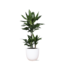 Dracaena Janet Lind Ø21cm - ↕90cm in Boule WIT pot