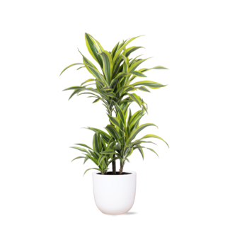 Dracaena Lemon Lime Ø21cm - ↕65cm in Boule WIT pot