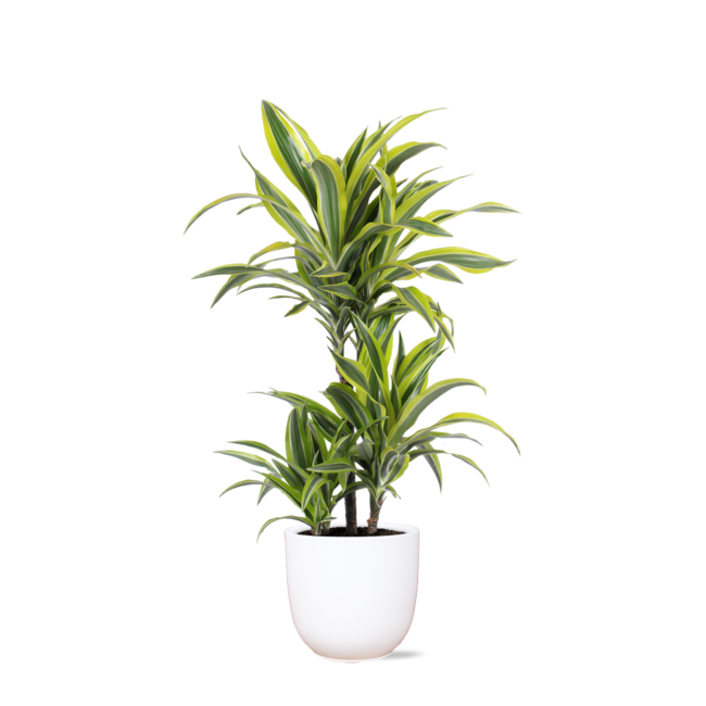 Dracaena Lemon Lime Ø21cm - ↕65cm in Boule WIT pot