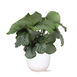 Calathea Orbifolia Ø21cm - ↕70cm in Boule WIT pot
