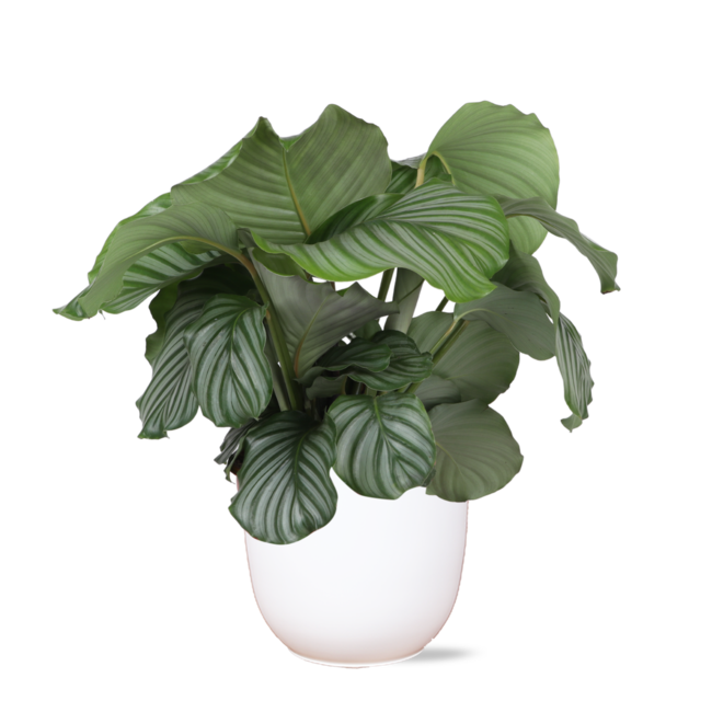 Calathea Orbifolia Ø21cm - ↕70cm in Boule WIT pot