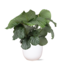 Calathea Orbifolia Ø21cm - ↕70cm in Boule WIT pot