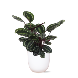 Calathea Medaillon Ø21cm - ↕70cm in Boule WIT pot