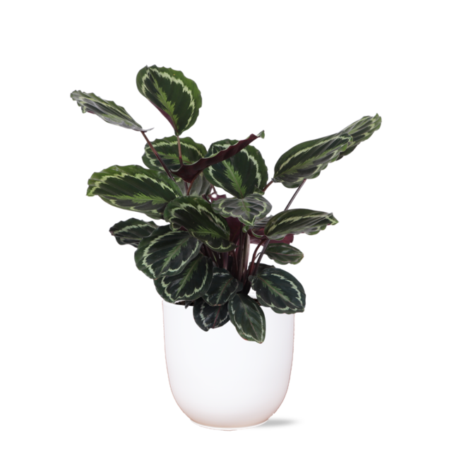 Calathea Medaillon Ø21cm - ↕70cm in Boule WIT pot