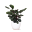 Calathea Medaillon Ø21cm - ↕70cm in Boule WIT pot