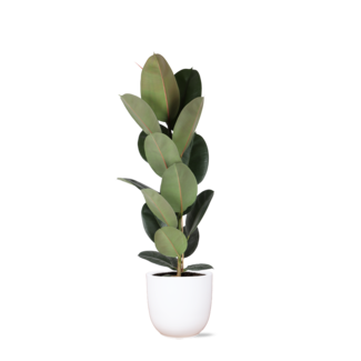 Ficus Elastica Robusta - Ø21cm - ↕90cm in Boule WIT pot