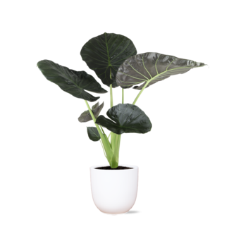 Alocasia Regal Shield Ø21cm - ↕100cm in Boule WIT pot